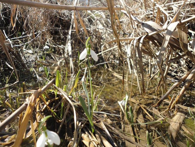 Image of Galanthus graecus specimen.