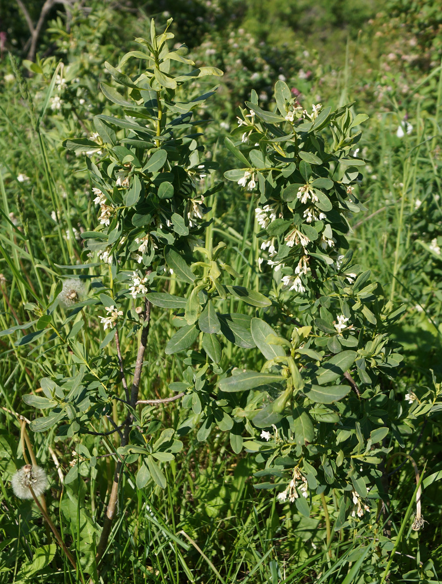 Image of Daphne altaica specimen.