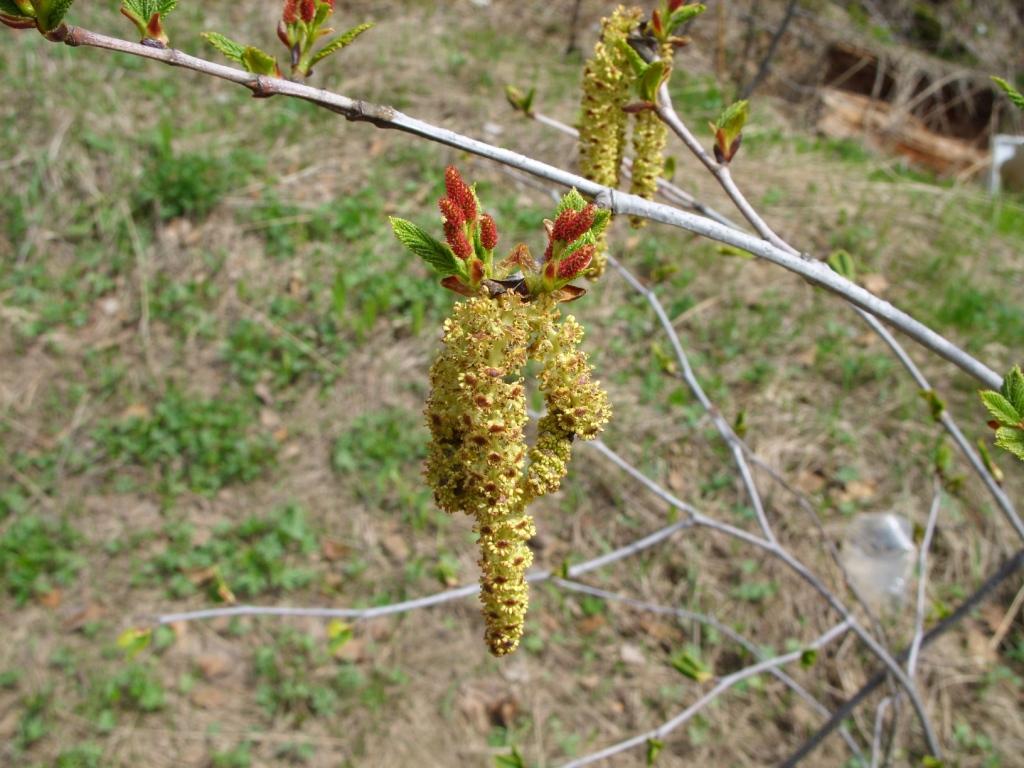 Изображение особи Duschekia fruticosa.