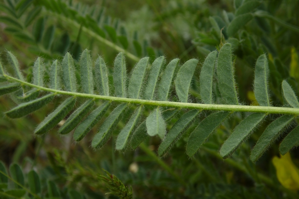 Image of Astragalus henningii specimen.