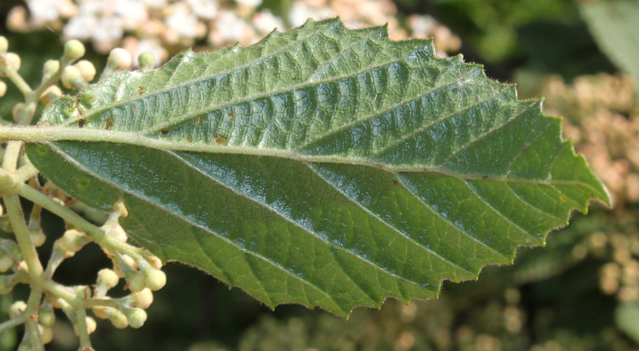 Image of genus Viburnum specimen.