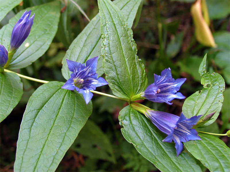 Изображение особи Gentiana schistocalyx.