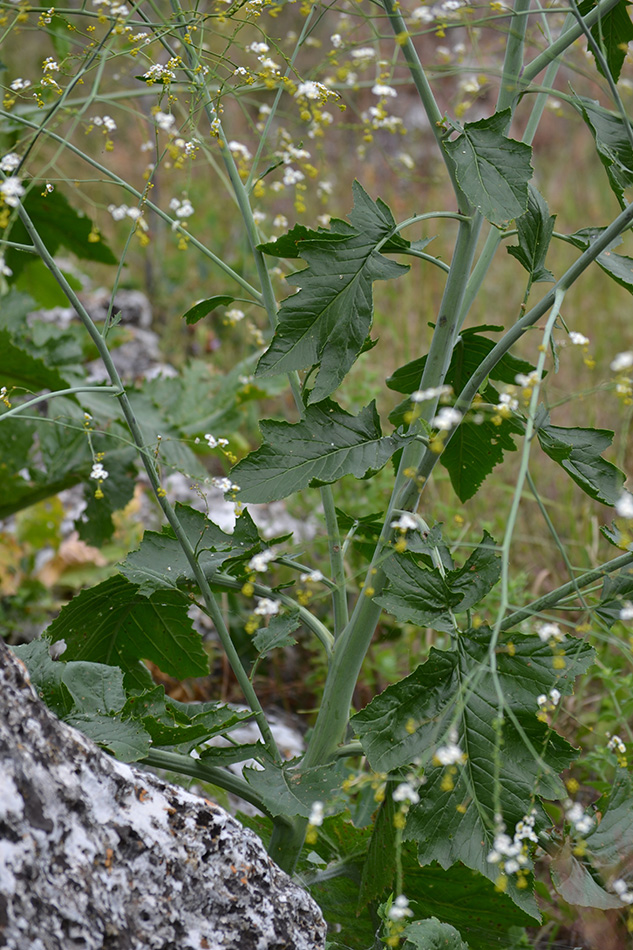 Image of Crambe koktebelica specimen.