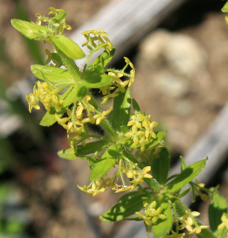 Image of Cruciata laevipes specimen.