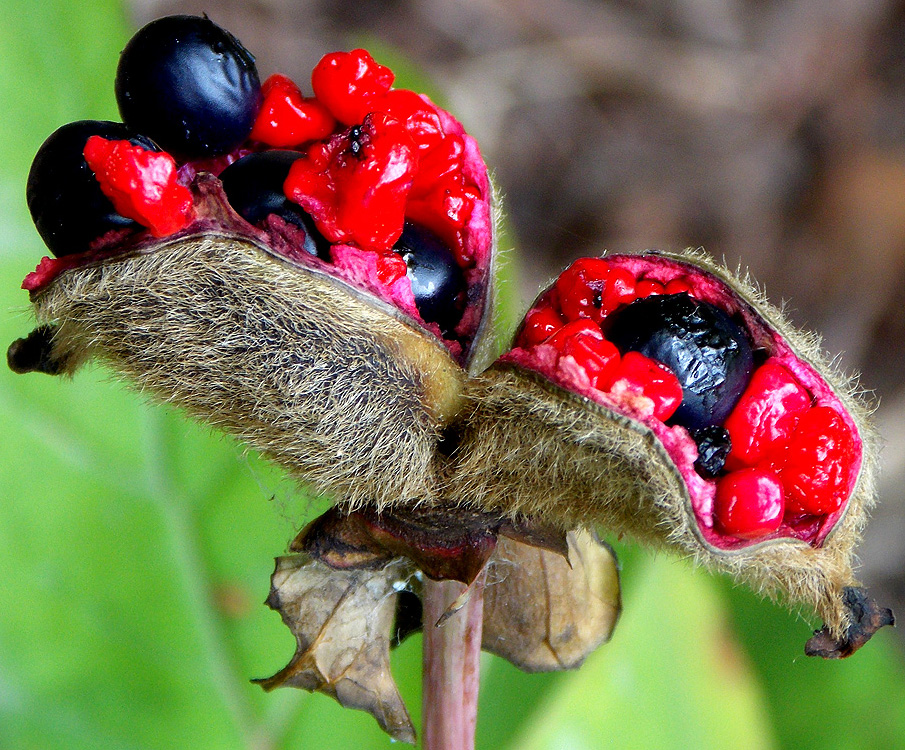 Image of Paeonia caucasica specimen.