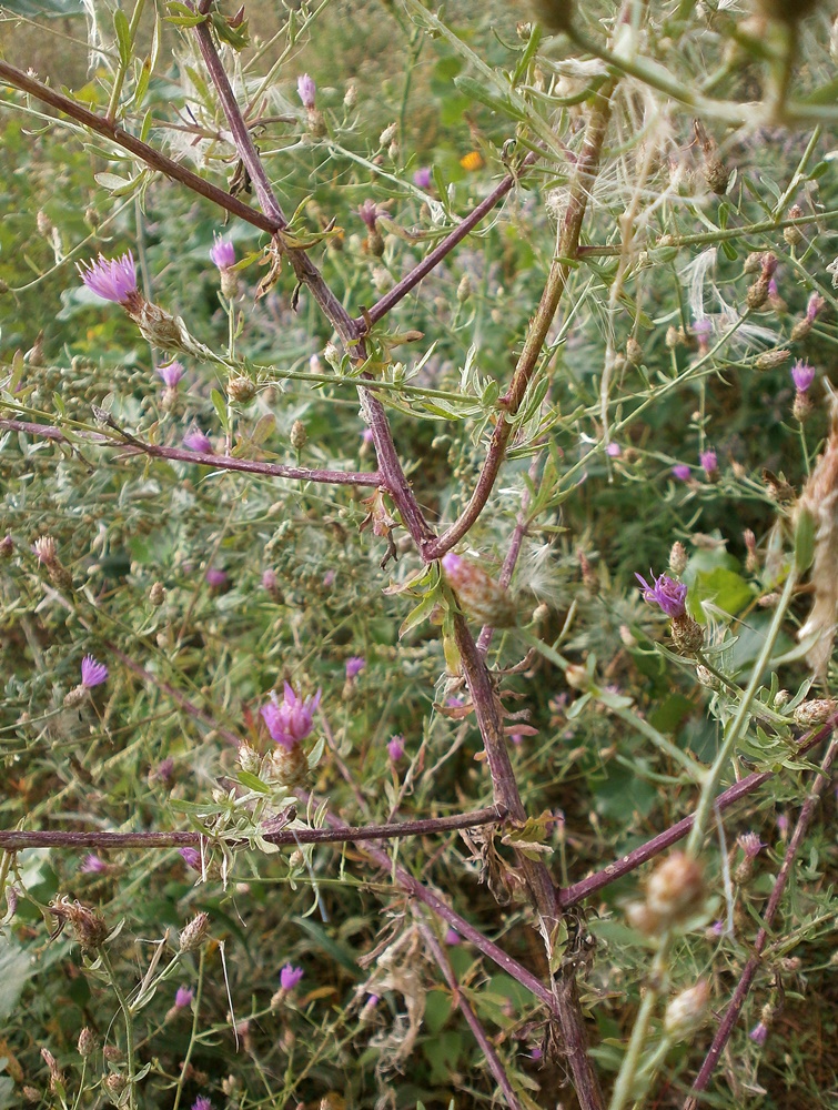 Image of Centaurea diffusa specimen.