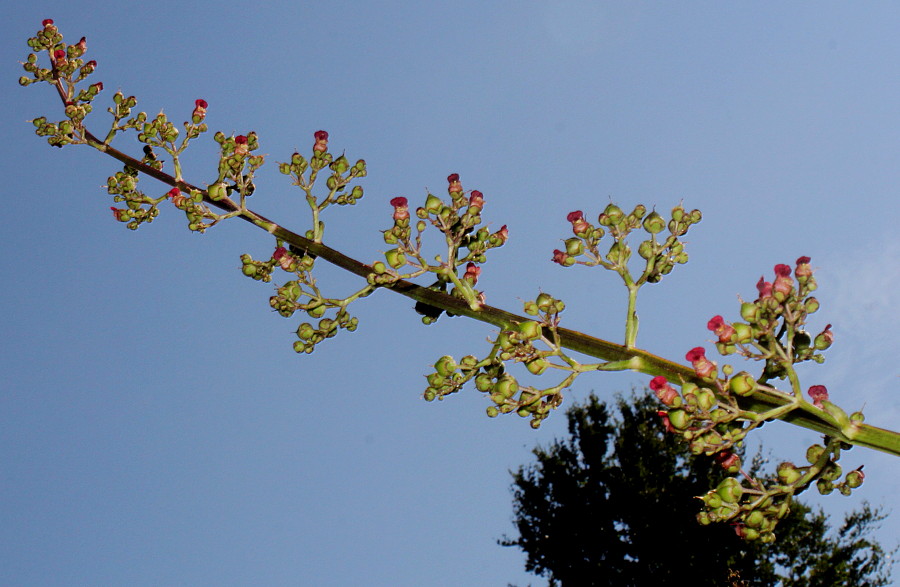 Image of Scrophularia umbrosa specimen.