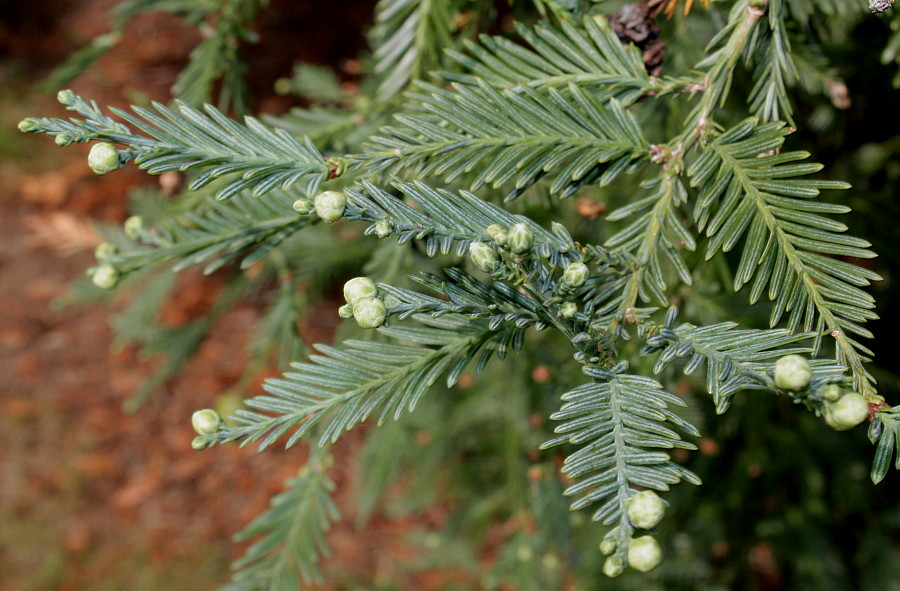 Image of Sequoia sempervirens specimen.