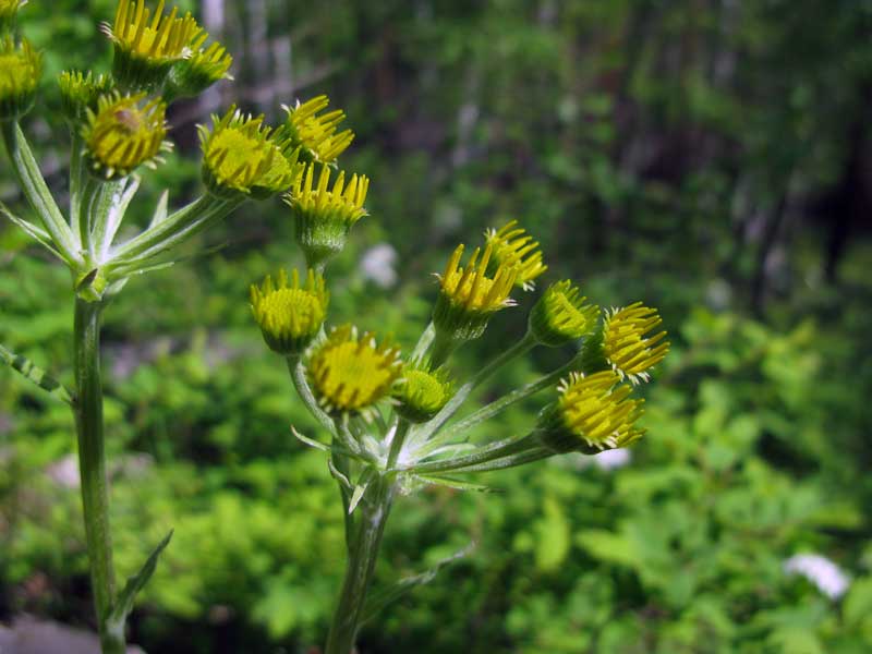 Image of Tephroseris integrifolia specimen.