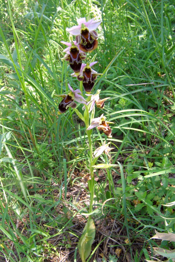 Image of Ophrys oestrifera specimen.