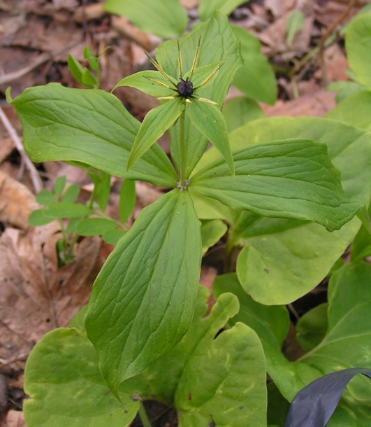 Image of Paris verticillata specimen.