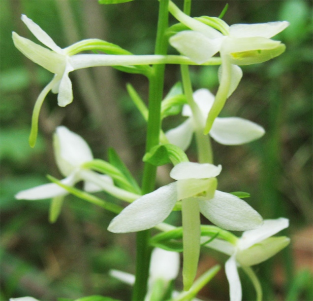 Image of Platanthera bifolia specimen.