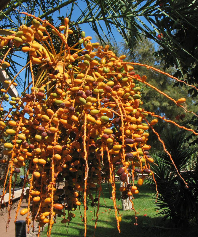 Image of Phoenix canariensis specimen.