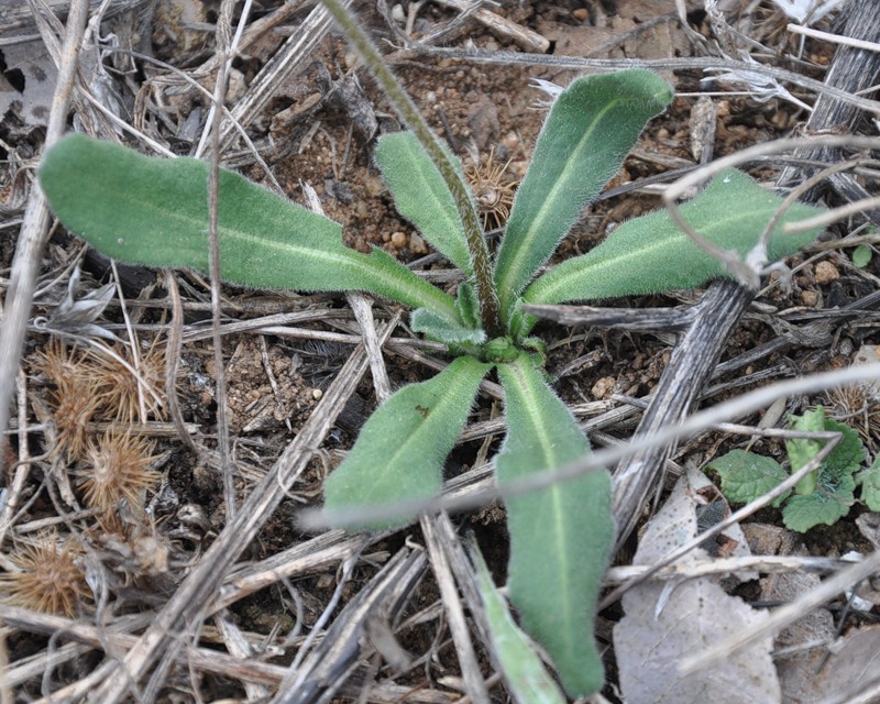 Image of Bellis sylvestris specimen.