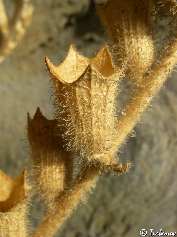 Image of Hyoscyamus albus specimen.