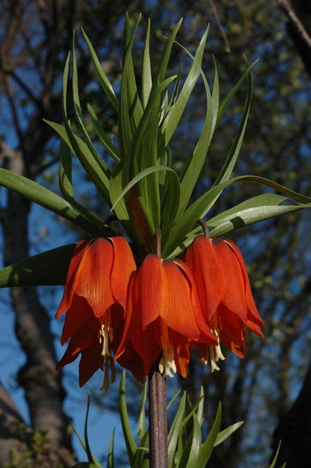 Изображение особи Fritillaria imperialis.