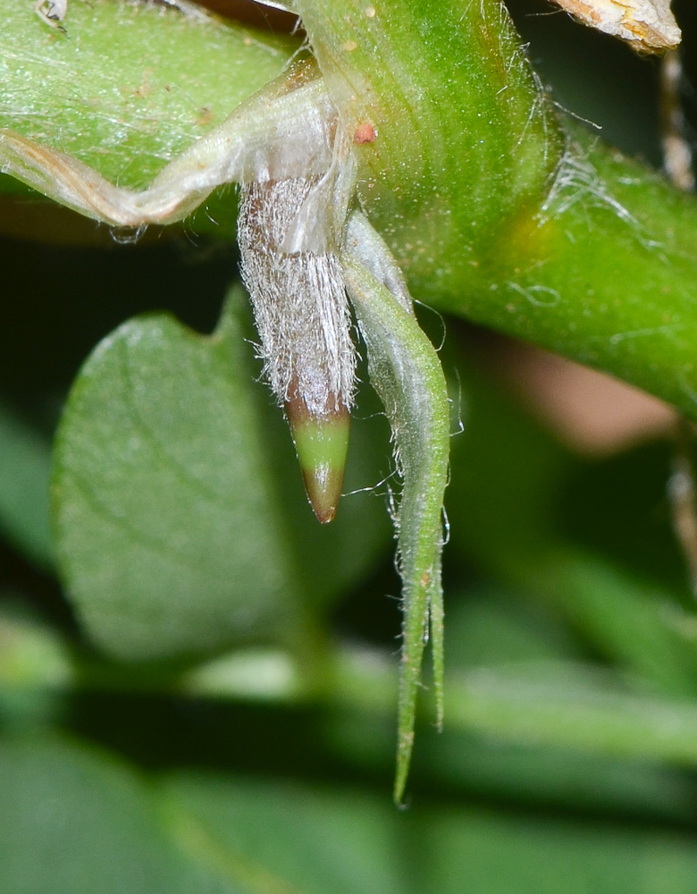 Image of Arachis hypogaea specimen.