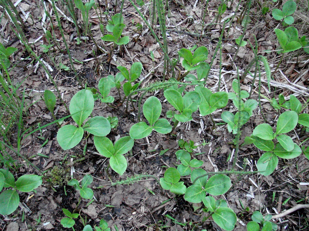 Image of Menyanthes trifoliata specimen.