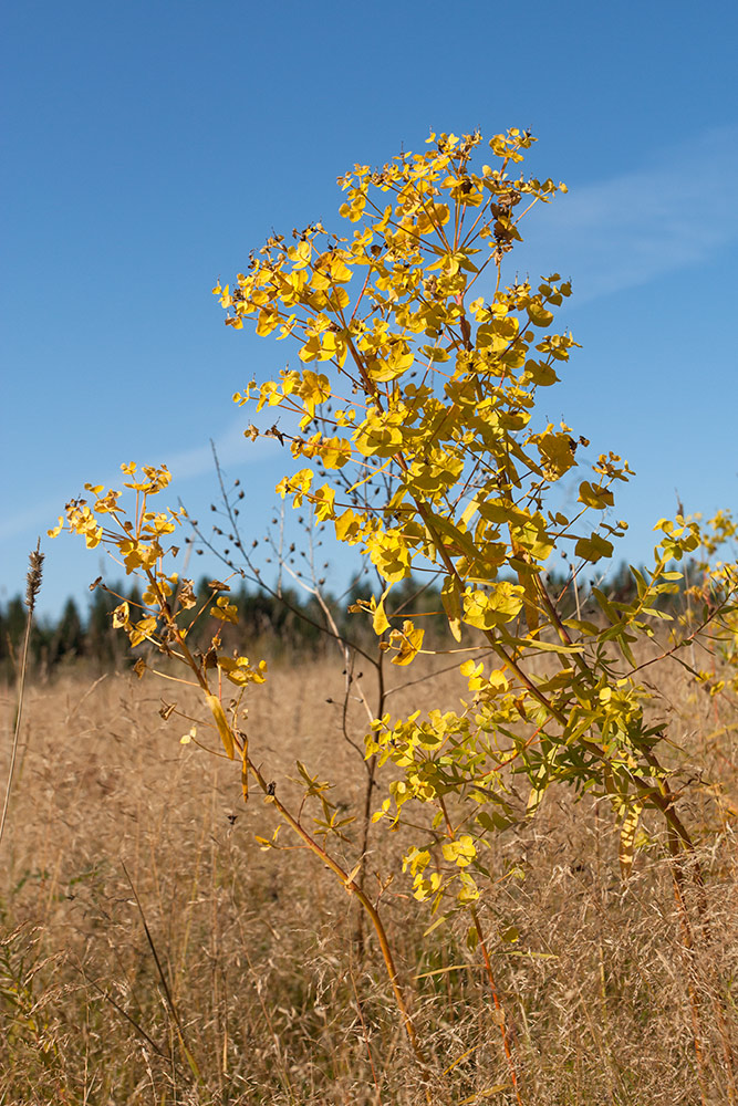 Image of Euphorbia virgata specimen.