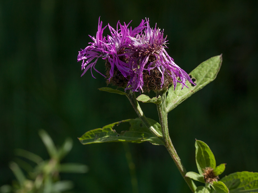 Изображение особи Centaurea pseudophrygia.