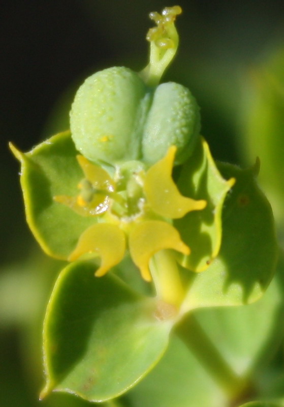 Image of genus Euphorbia specimen.