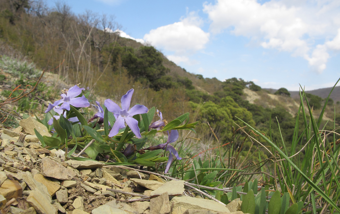 Изображение особи Vinca herbacea.