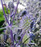 Eryngium planum