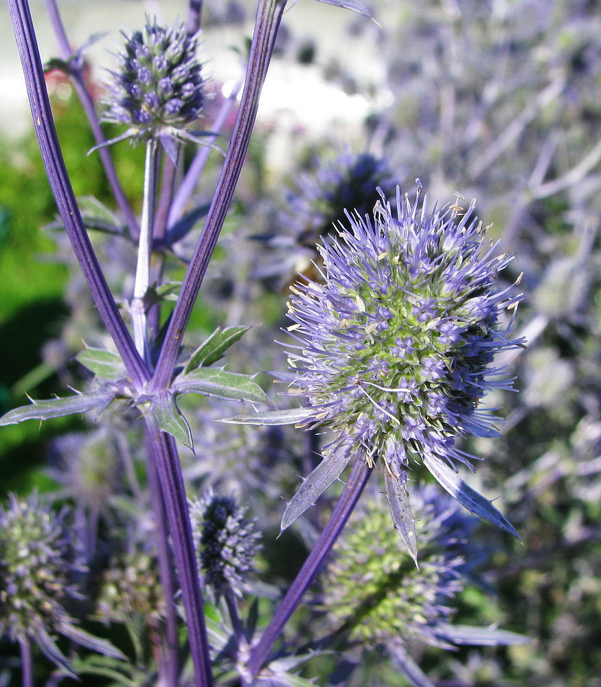 Image of Eryngium planum specimen.