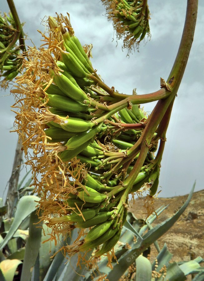 Image of Agave americana specimen.