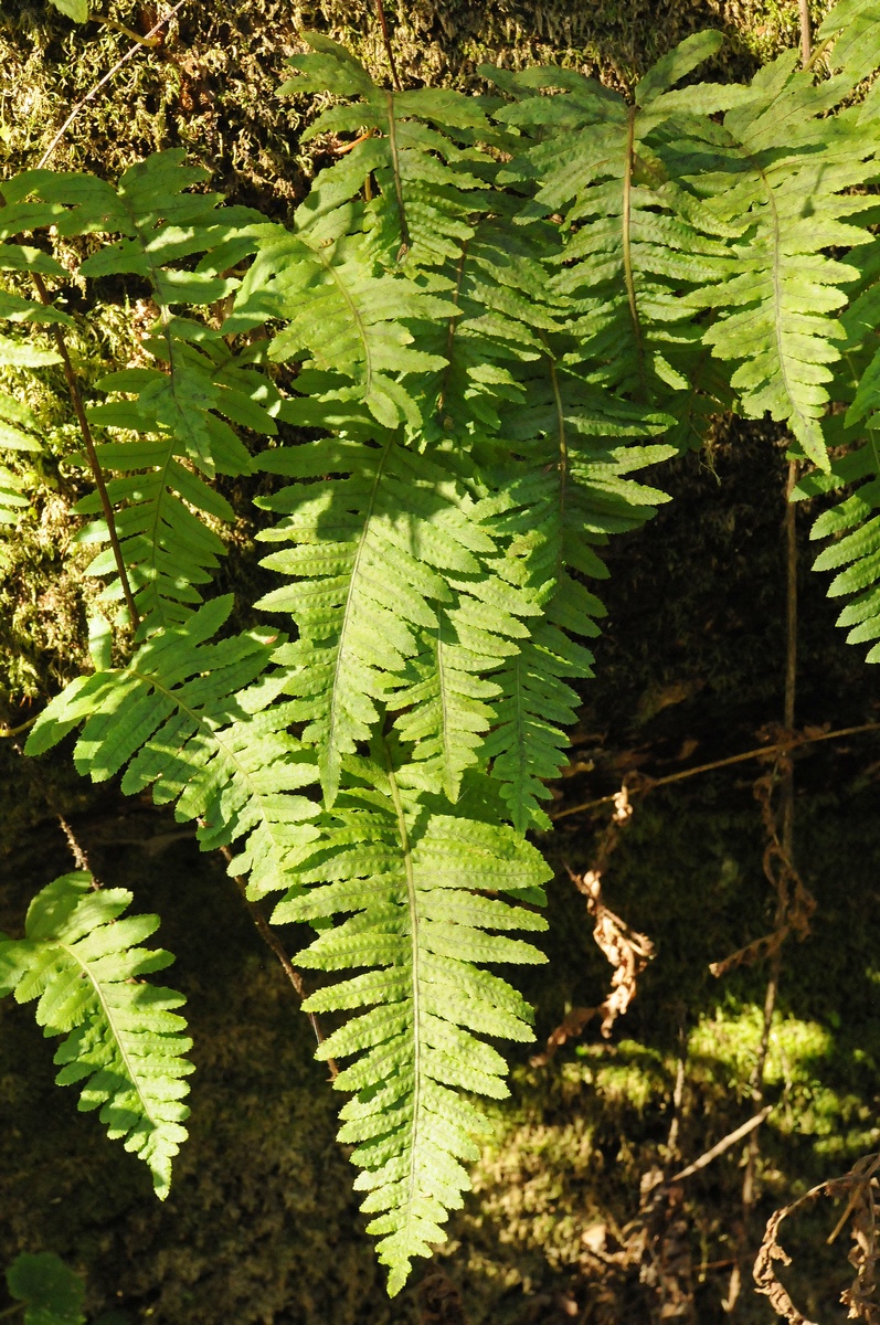 Image of Polypodium calirhiza specimen.