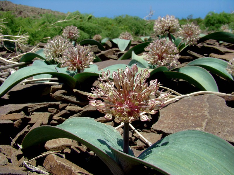 Image of Allium karataviense specimen.