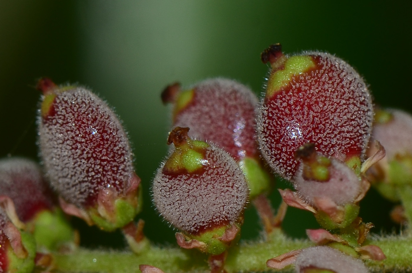 Image of Rhus copallinum specimen.