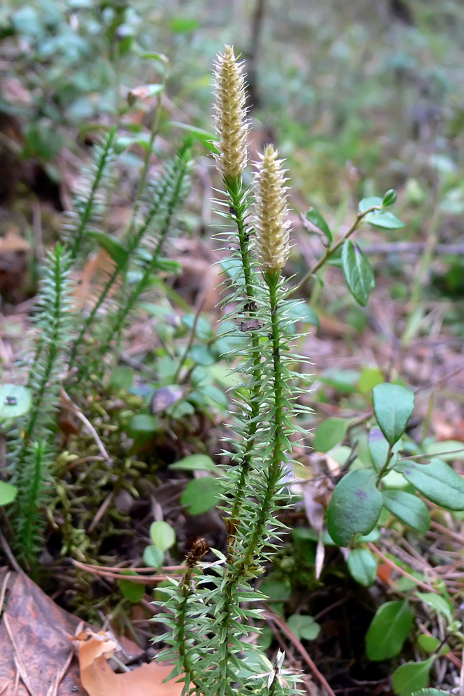 Изображение особи Lycopodium annotinum.