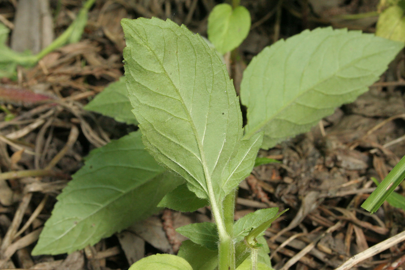 Image of Mentha arvensis specimen.