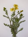 Senecio vernalis. Цветущее растение. Республика Молдова, пригород Кишинёва. 8 апреля 2009 г.