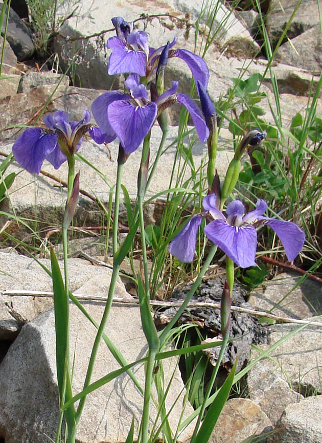 Image of Iris setosa specimen.