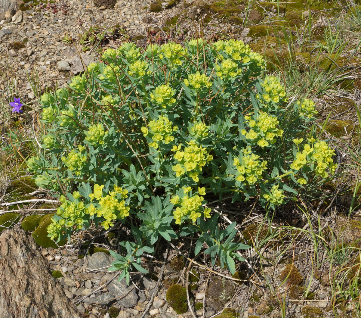 Image of Euphorbia macrorhiza specimen.