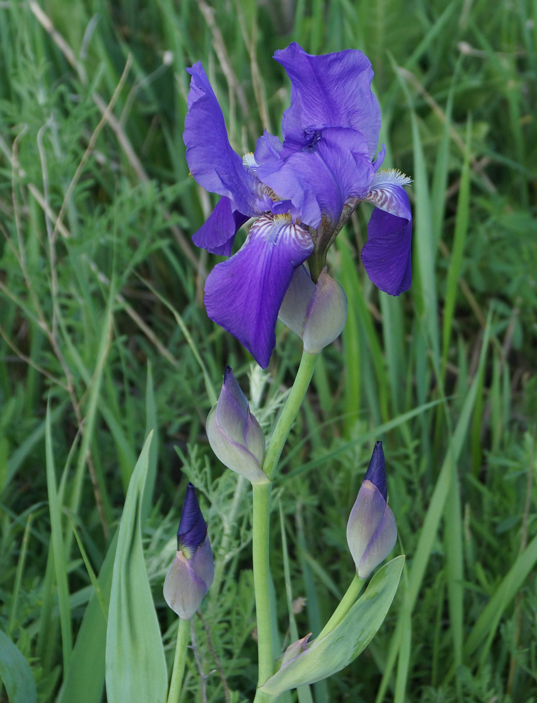 Image of Iris nyaradyana specimen.