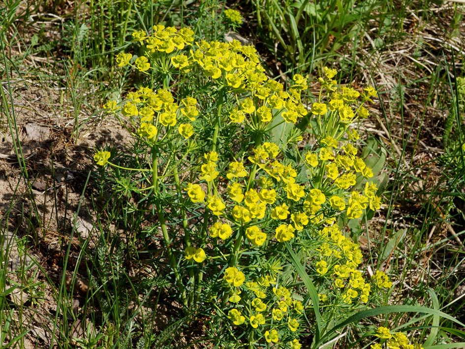 Image of Euphorbia cyparissias specimen.