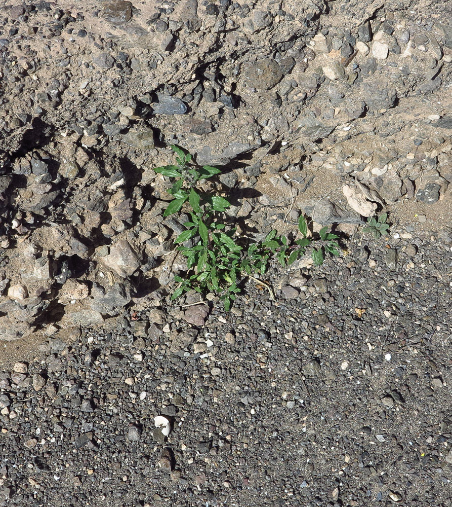 Image of Forsskaolea angustifolia specimen.