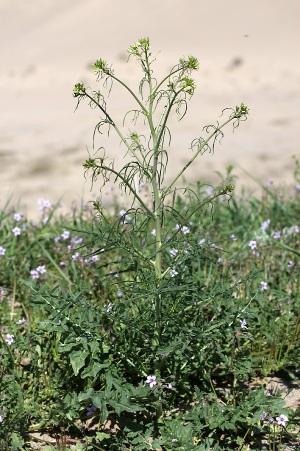 Image of Sisymbrium altissimum specimen.