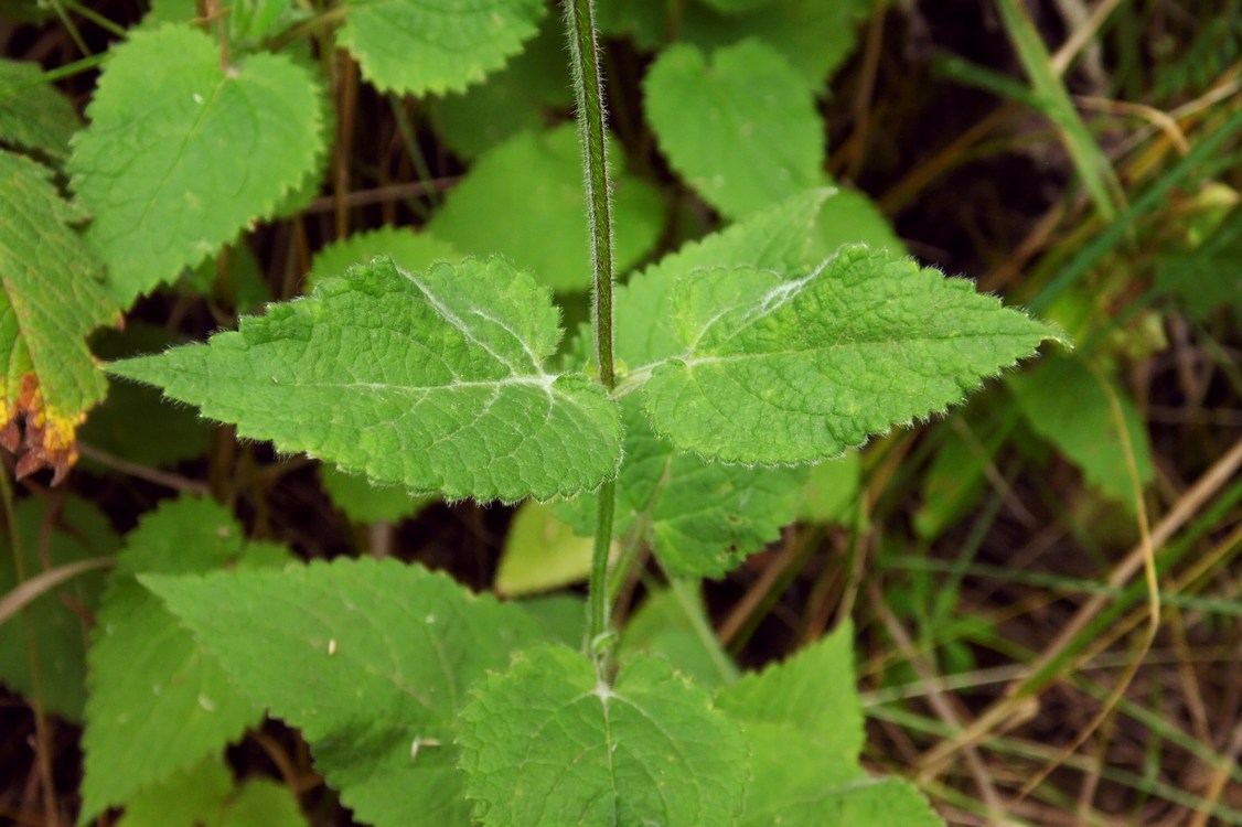 Image of Stachys sylvatica specimen.