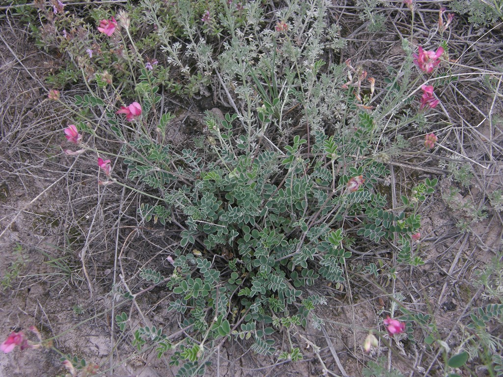 Image of Hedysarum minussinense specimen.