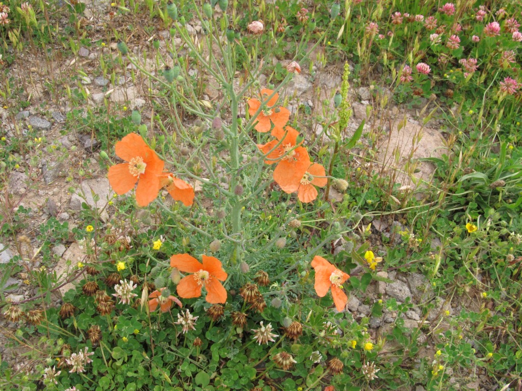 Изображение особи Papaver fugax.