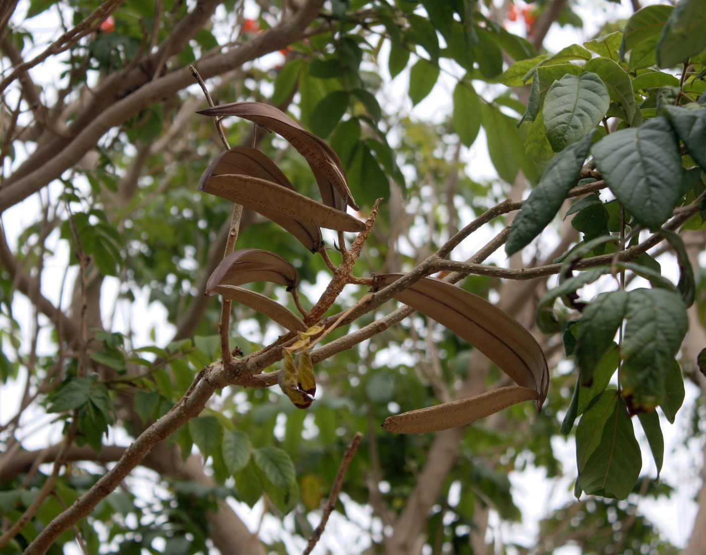 Image of Spathodea campanulata specimen.