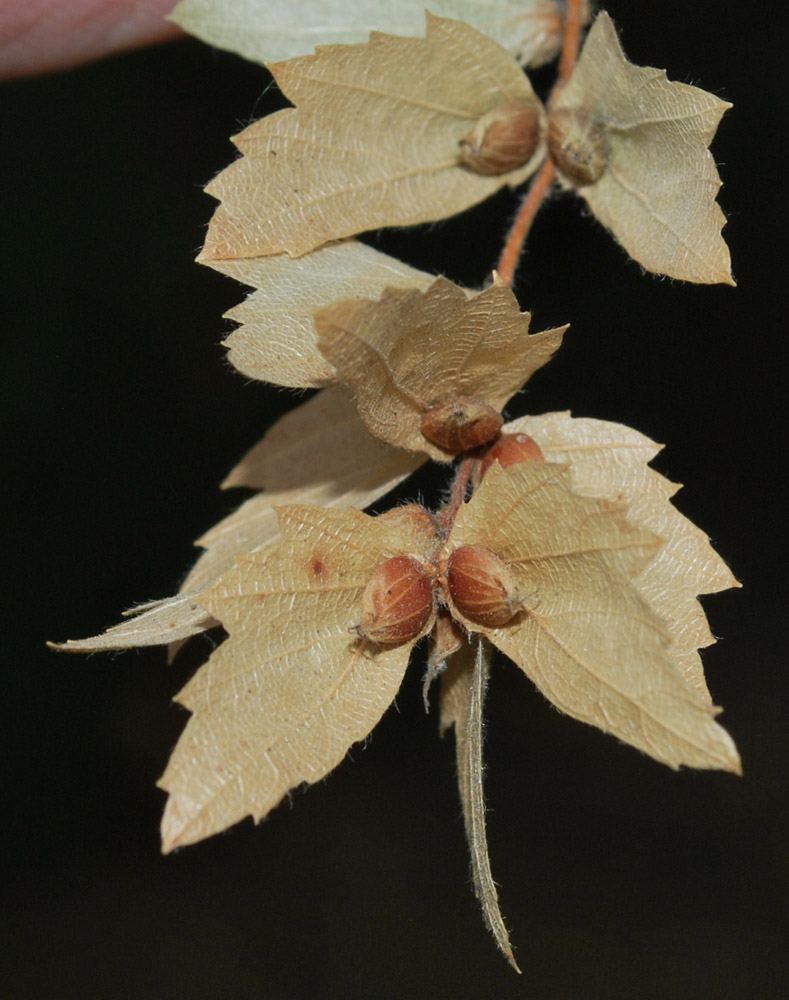 Изображение особи Carpinus turczaninowii.