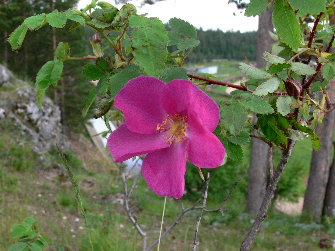 Image of Rosa cinnamomea specimen.