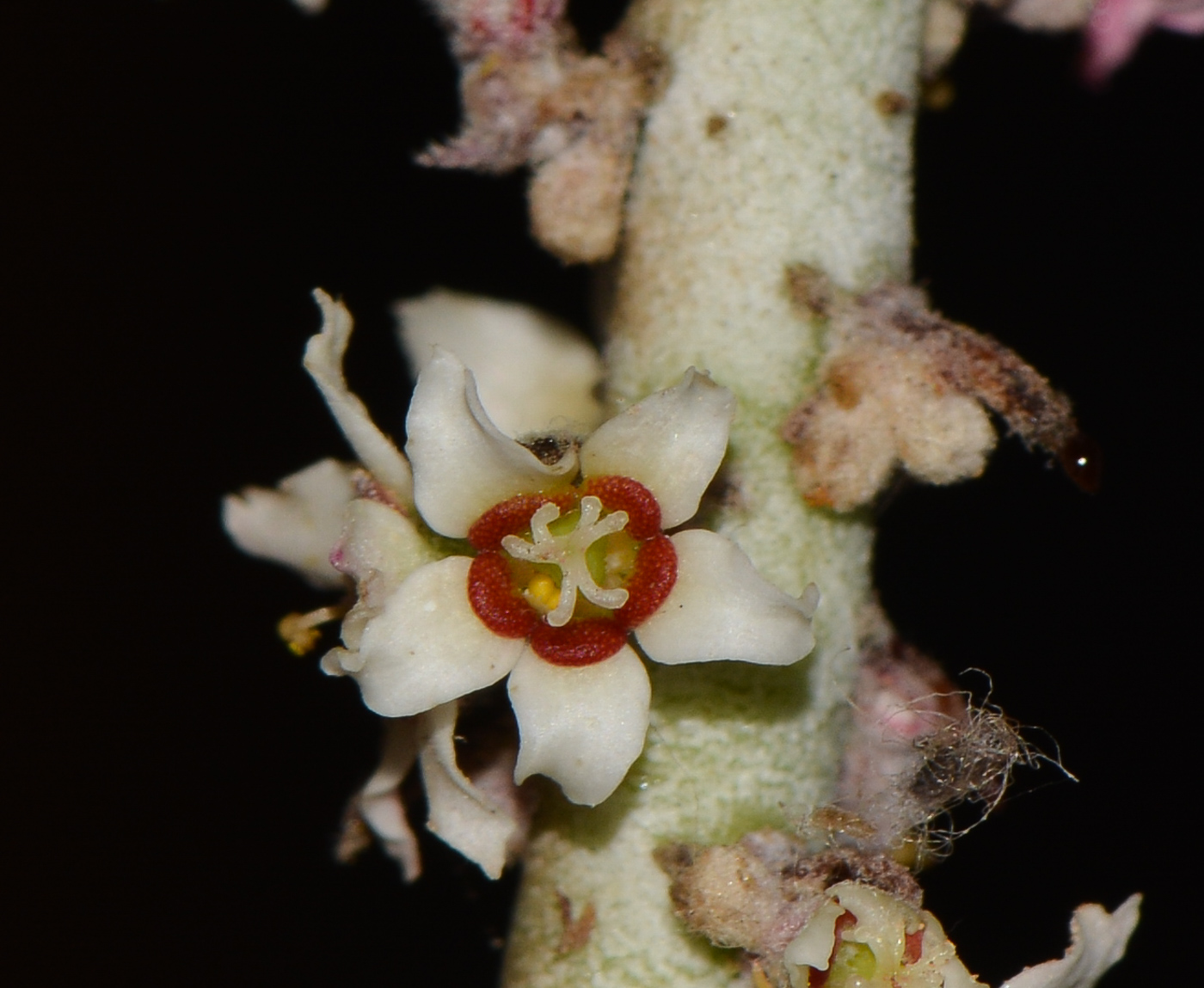 Image of Euphorbia antisyphilitica specimen.