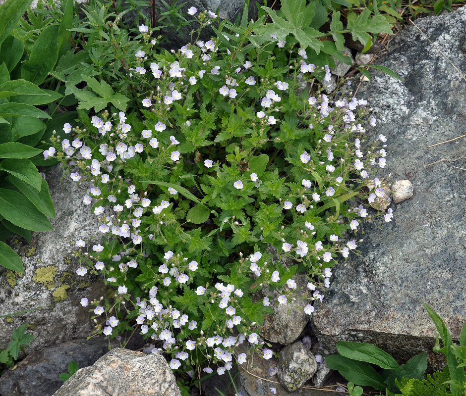 Image of Veronica peduncularis specimen.