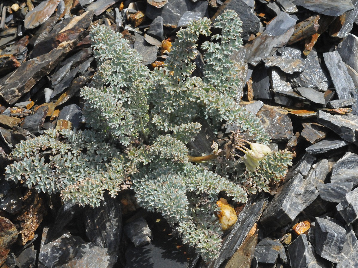 Image of Cysticorydalis fedtschenkoana specimen.